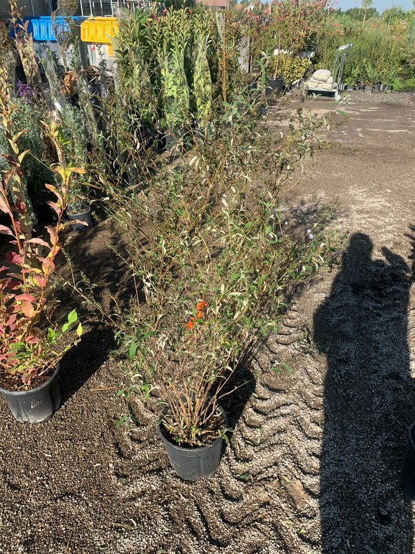 Buddleja davidii ' Nanho white', albero delle farfalle bianco - vaso Ø18 cm