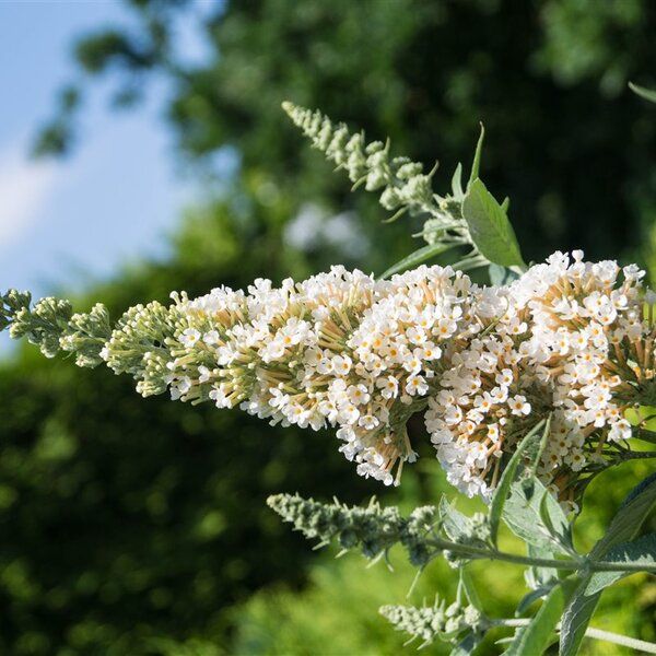 Buddleja davidii ' Nanho white', albero delle farfalle bianco - vaso Ø18 cm