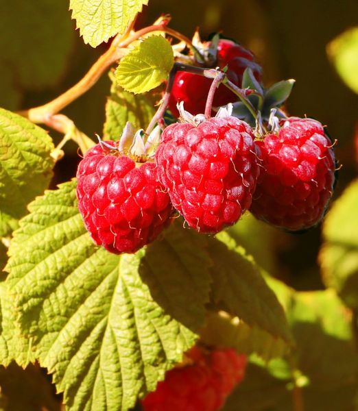 Lampone compatto rifiorente 'Groovy'  Rubus idaeus 'Groovy' PBR - vaso Ø18 cm