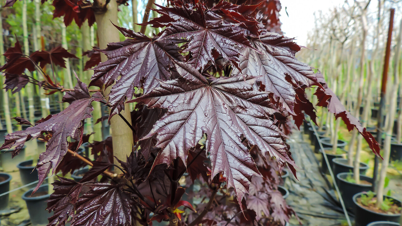 Acer platanoides ' Crimson Sentry ' - Acero Rosso Crimson Sentry vaso 30 h 180
