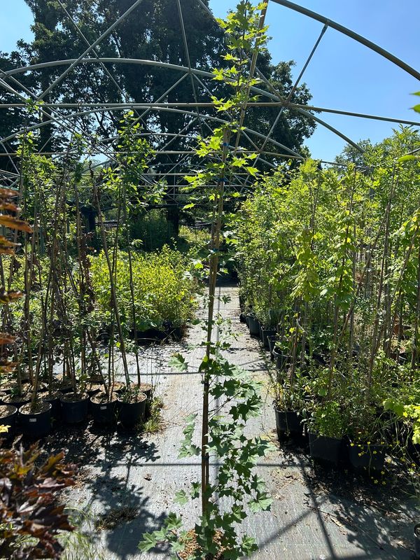 Acer truncatum × platanoides ‘Pacific Sunset’ - Acero Rosso Pacific Sunset vaso 30 h 190/200