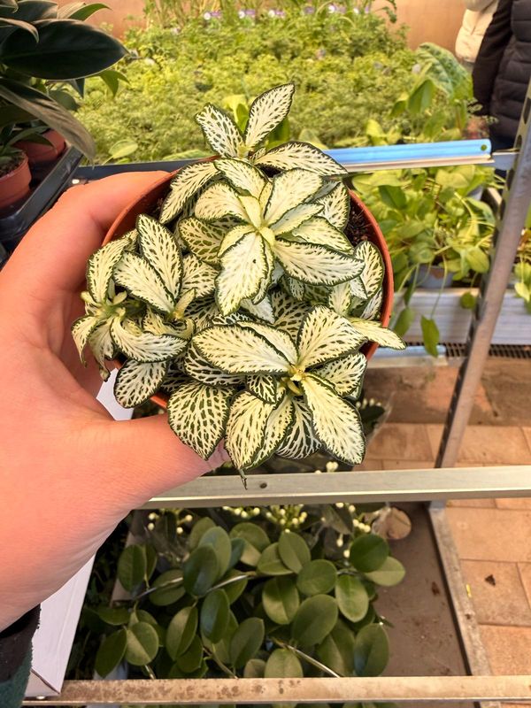 Fittonia 'White Forest Flame' - vaso Ø7 cm