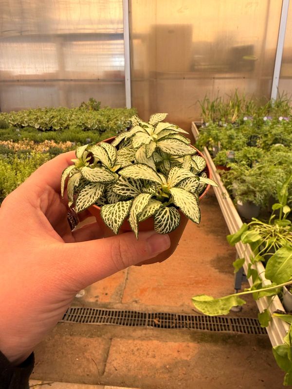 Fittonia 'White Forest Flame' - vaso Ø7 cm