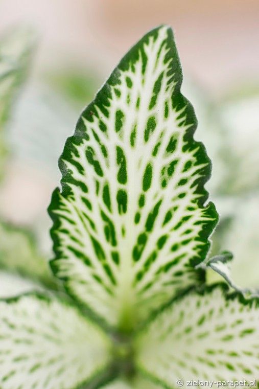 Fittonia 'White Forest Flame' - vaso Ø7 cm