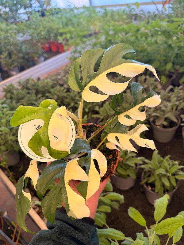 Monstera Minima variegata, Rhaphidophora Tetrasperma Variegata - vaso Ø12 cm