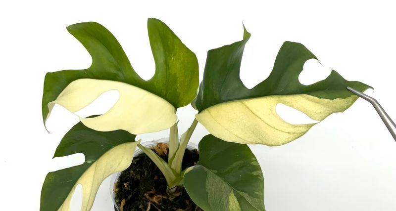 Monstera Minima variegata, Rhaphidophora Tetrasperma Variegata - vaso Ø12 cm