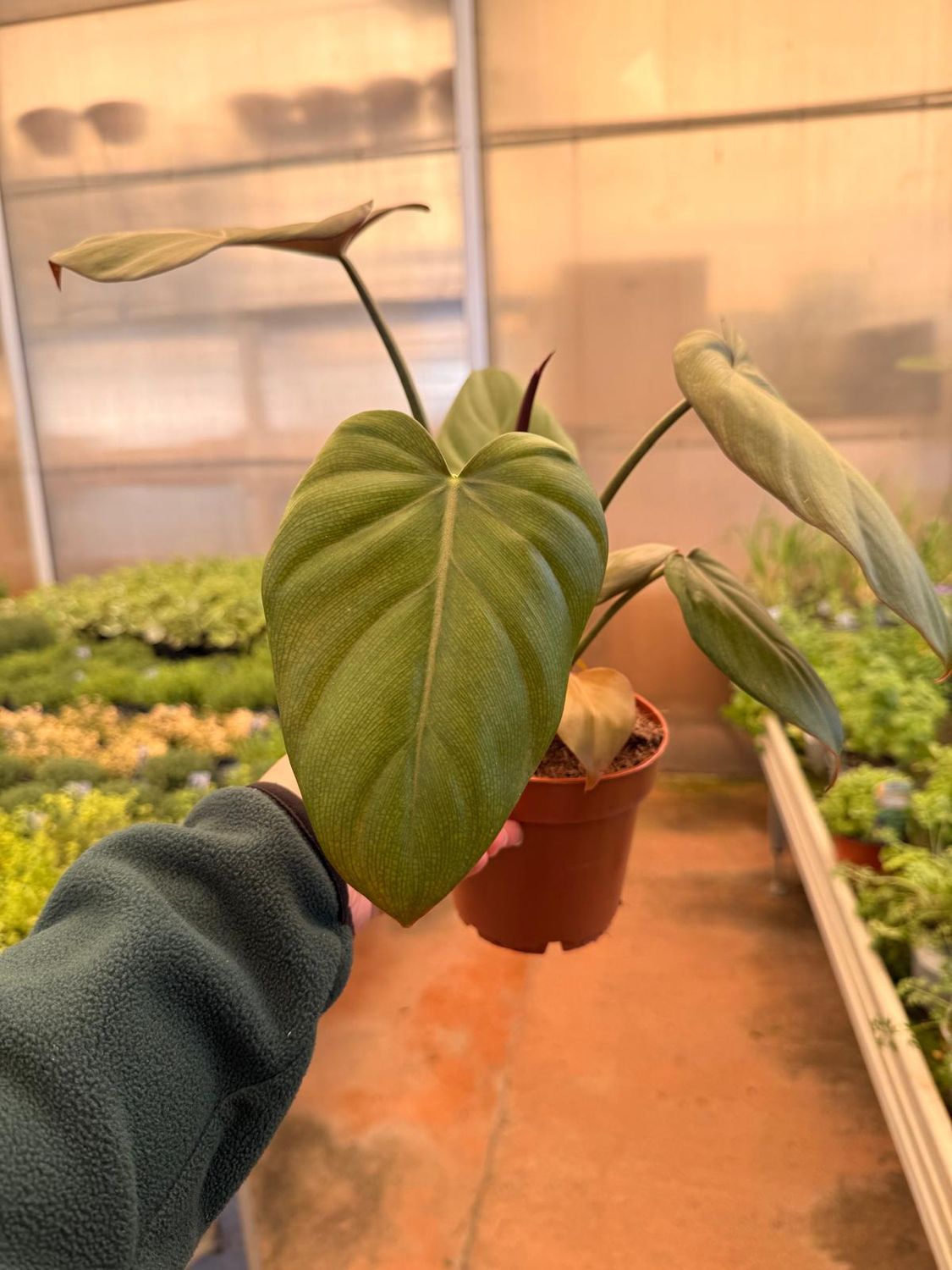 Philodendron Summer Glory, Filodendro - vaso Ø12 cm