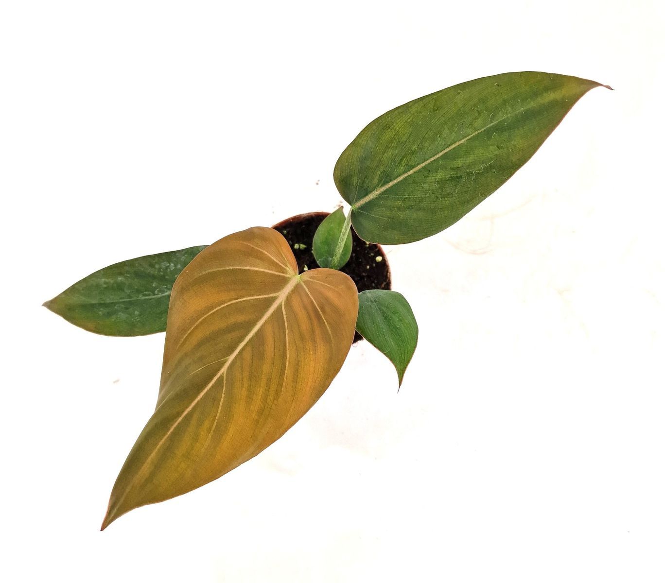 Philodendron Summer Glory, Filodendro - vaso Ø12 cm