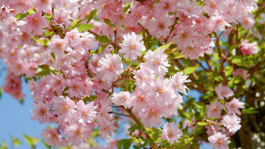 Prunus 'Fukubana, Ciliegio Giapponese - vaso Ø18  cm, h 70 cm
