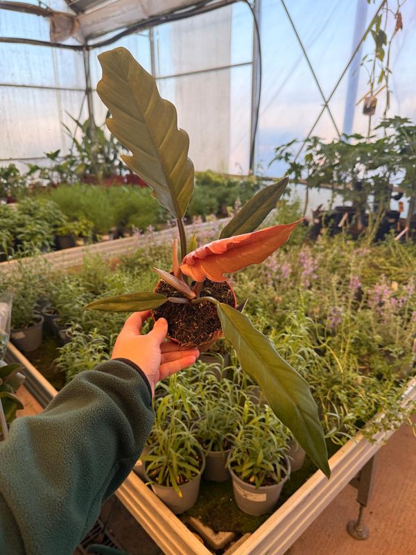 Philodendron Choco Empress, Filodendro - vaso Ø12 cm