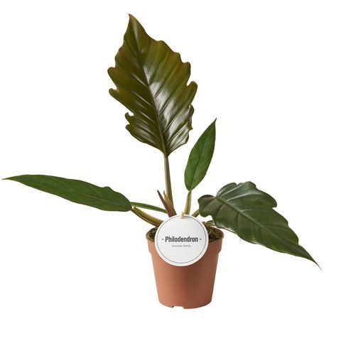 Philodendron Choco Empress, Filodendro - vaso Ø12 cm