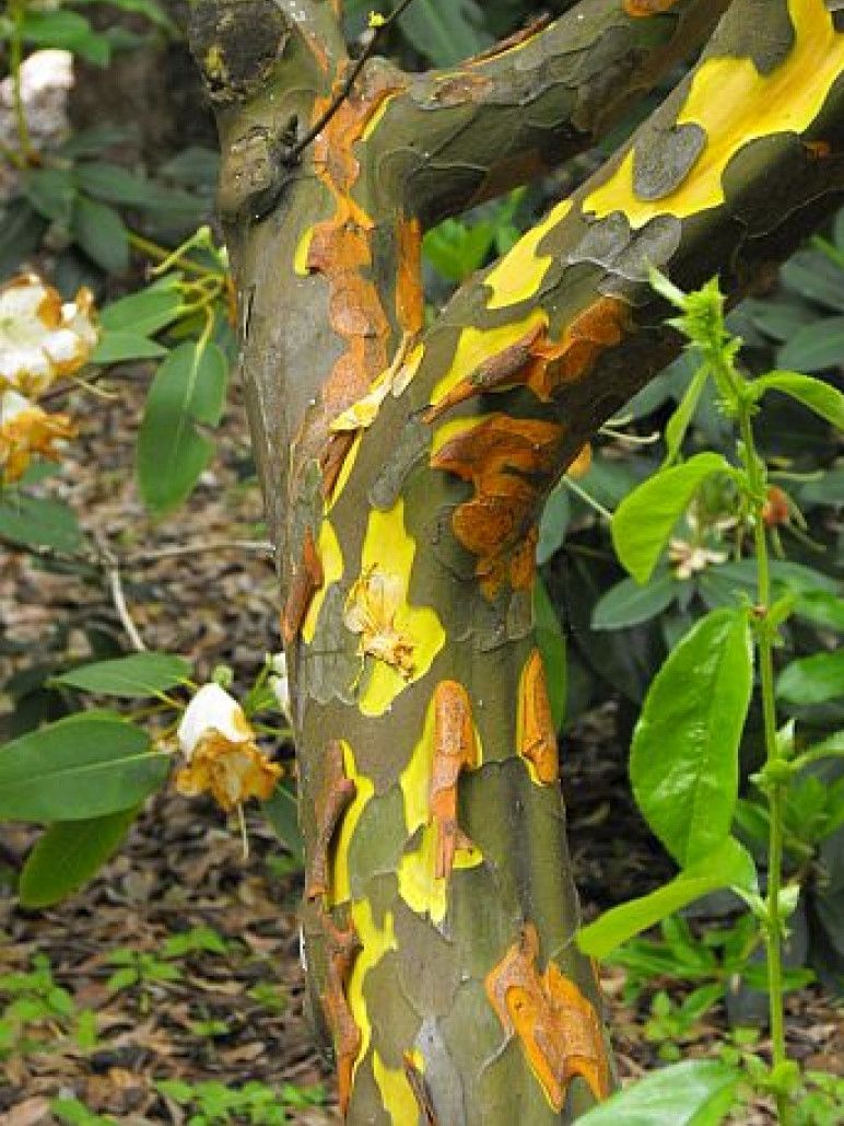Pseudocydonia sinensis - Melo cotogno cinese, cotogno ornamentale cinese - vaso 3 litri, h70 cm