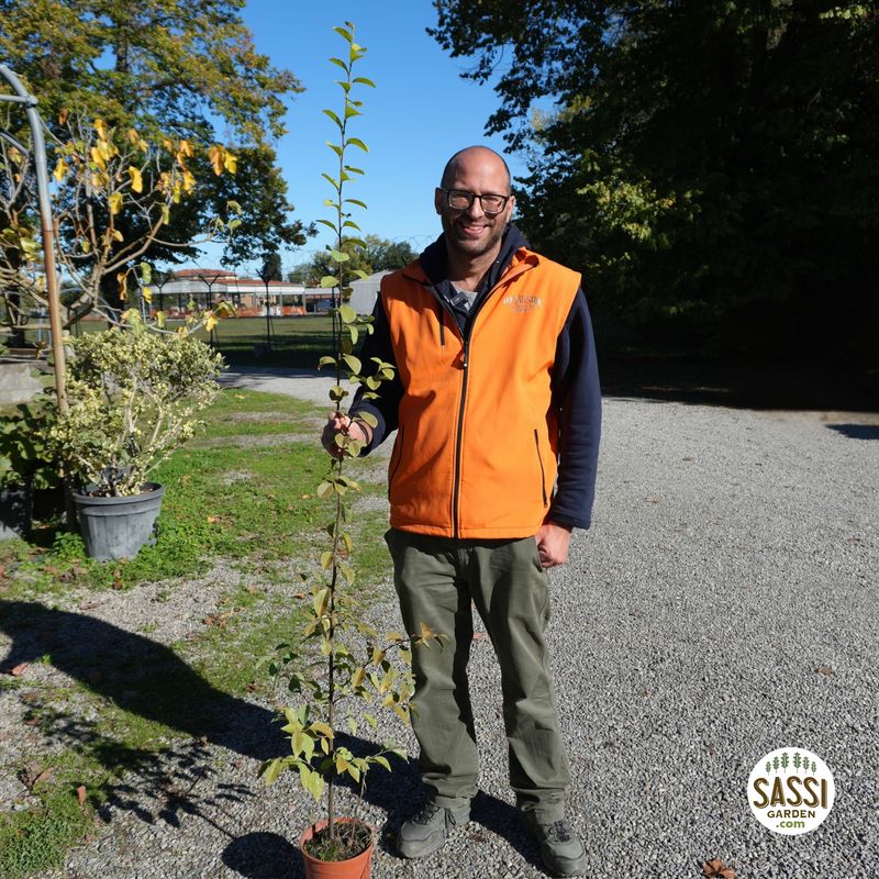 Cotogno cinese, pseudocydonia sinensis - foto ottobre 2026