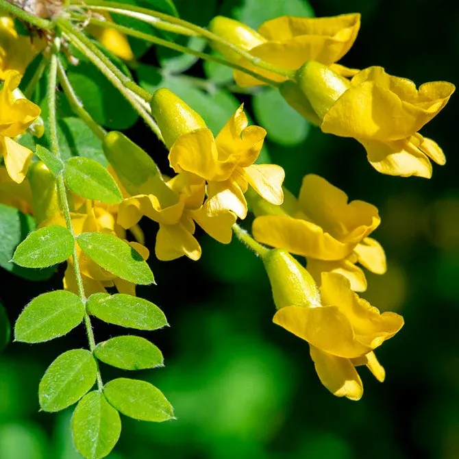 Caragana arborescens - pisello siberiano - vaso 3 litri, h 110 cm