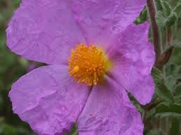 Cistus creticus ‘Bali’ - Cisto - vaso Ø18 cm