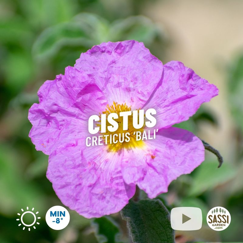 Cistus creticus ‘Bali’, Cisto - vaso Ø18 cm