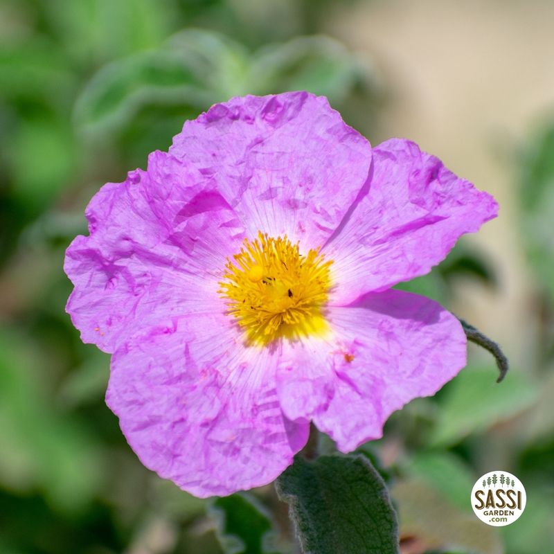 Cistus creticus ‘Bali’, Cisto - vaso Ø18 cm