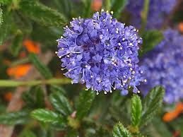 Ceanothus ‘ Concha ’ ', Lillà della California - vaso Ø17 cm Ceanothus ‘ Concha ’ ', Lillà della California - vaso Ø17 cm
