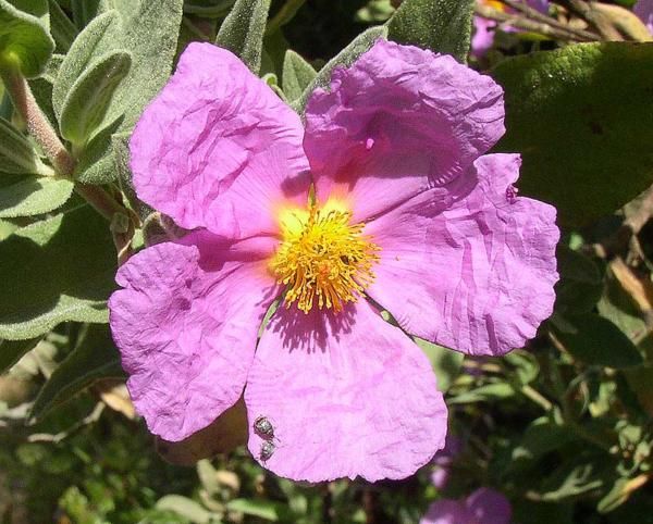Cistus albidus rosa - Cisto - vaso Ø18 cm