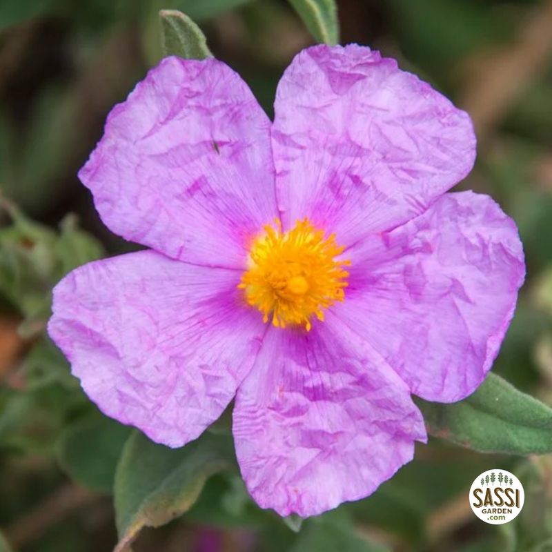Cistus albidus rosa - Cisto - vaso Ø18 cm