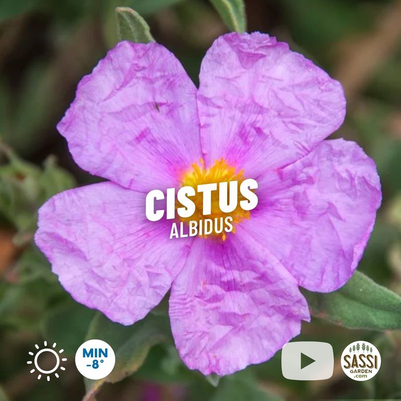 Cistus albidus rosa - Cisto - vaso Ø18 cm