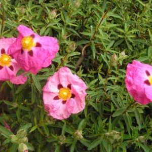 Cistus × florentinus  (fiore rosa macchiato)  - Cisto - vaso Ø18 cm