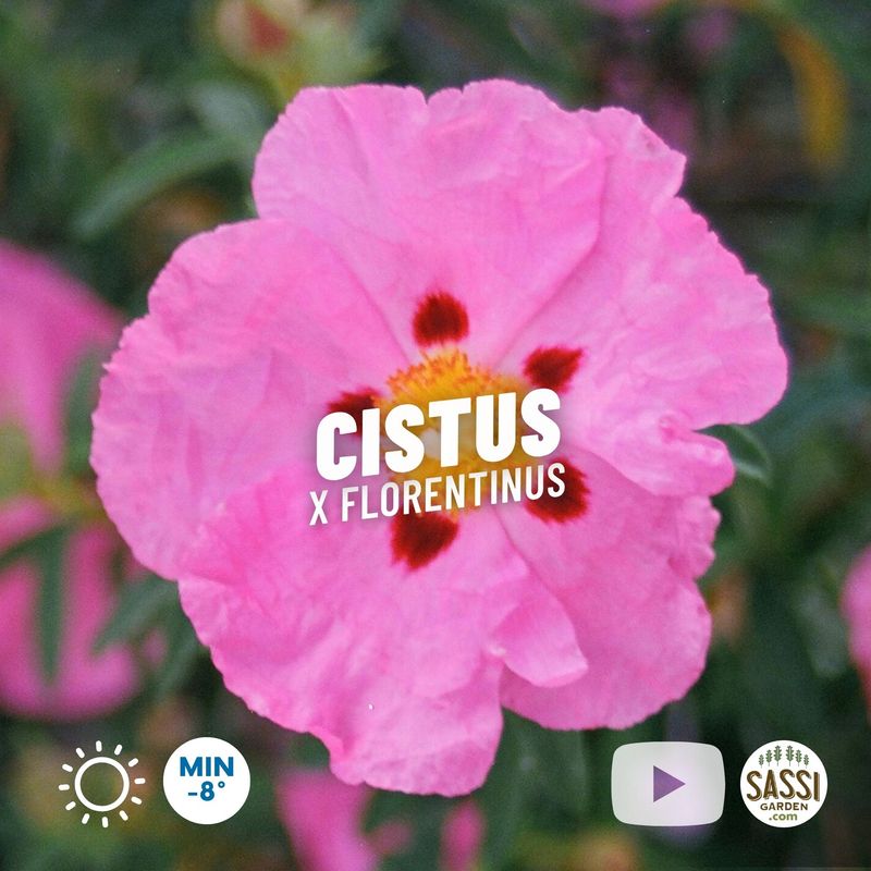 Cistus × florentinus  (fiore rosa macchiato)  - Cisto - vaso Ø18 cm