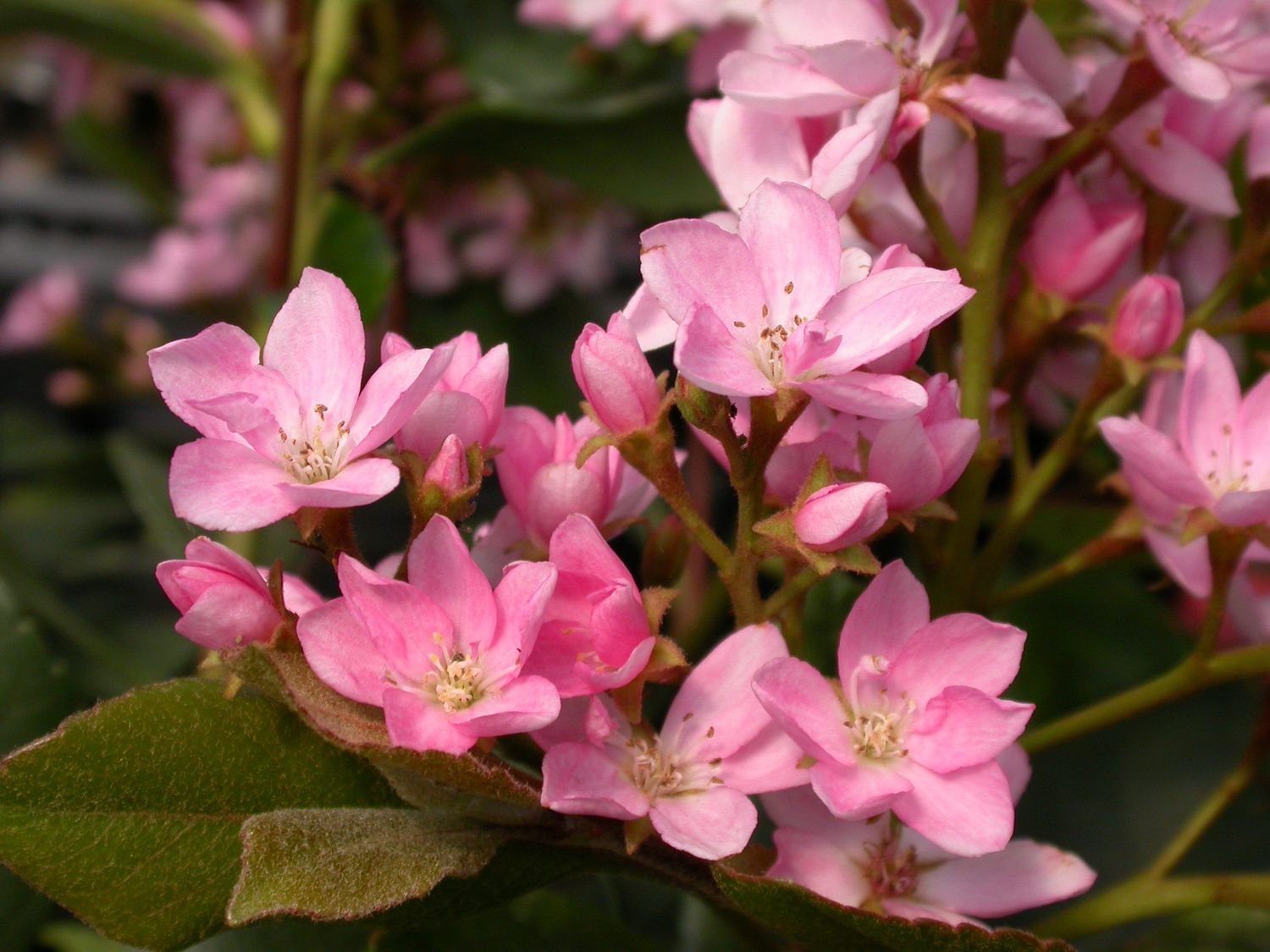 Rhaphiolepis Indica Springtime - vaso Ø17 cm