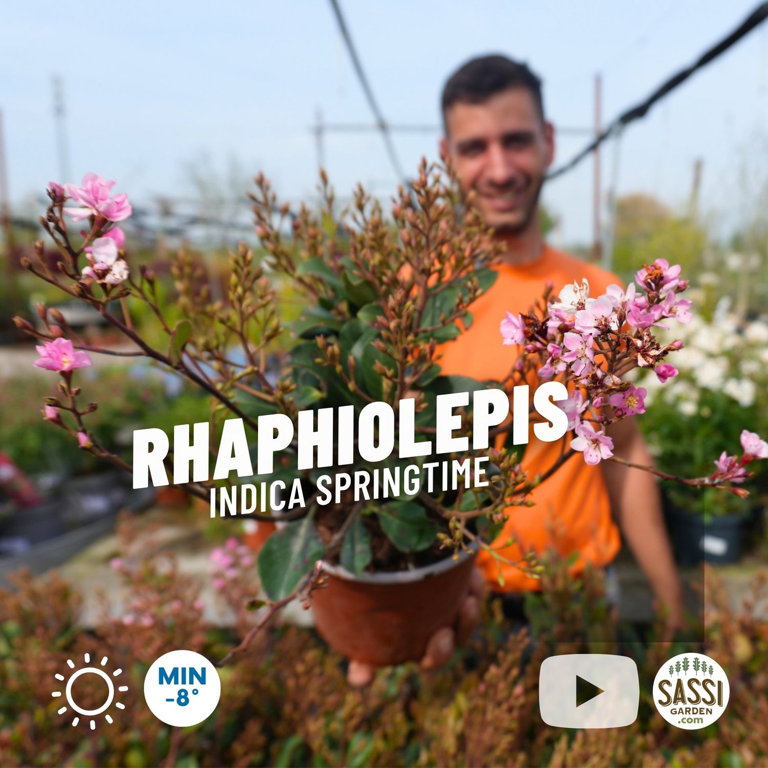 Rhaphiolepis indica 'Springtime' - pot Ø17 cm