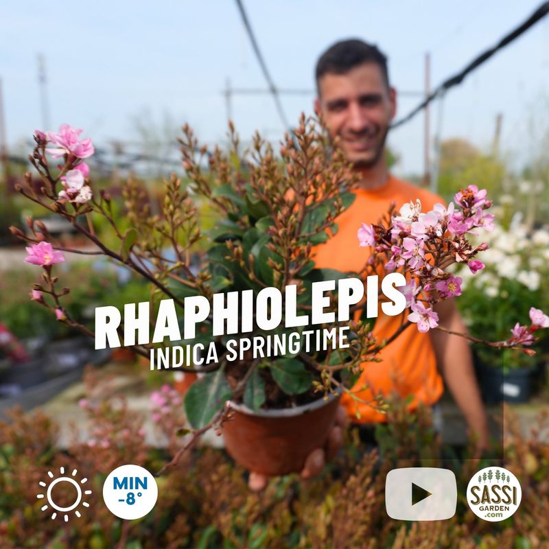 Rhaphiolepis indica 'Springtime' - pot Ø17 cm