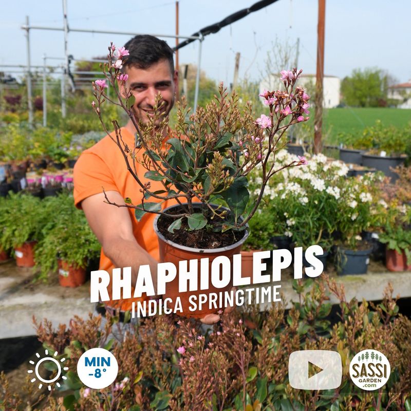 Rhaphiolepis indica 'Springtime' - pot Ø17 cm