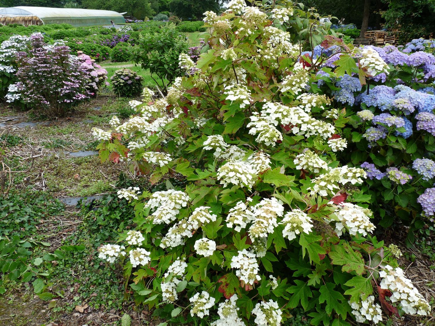Hydrangea quercifolia ‘ Tennessee ’  , Ortensia quercifolia - vaso Ø18 cm