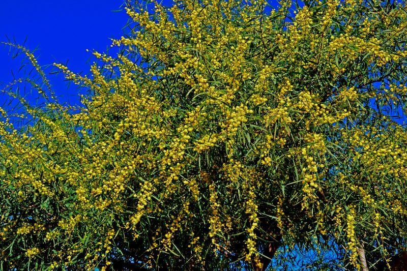 Acacia retinoides -  mimosa delle quattro stagioni - mimosa rifiorente - vaso Ø19 cm  h80