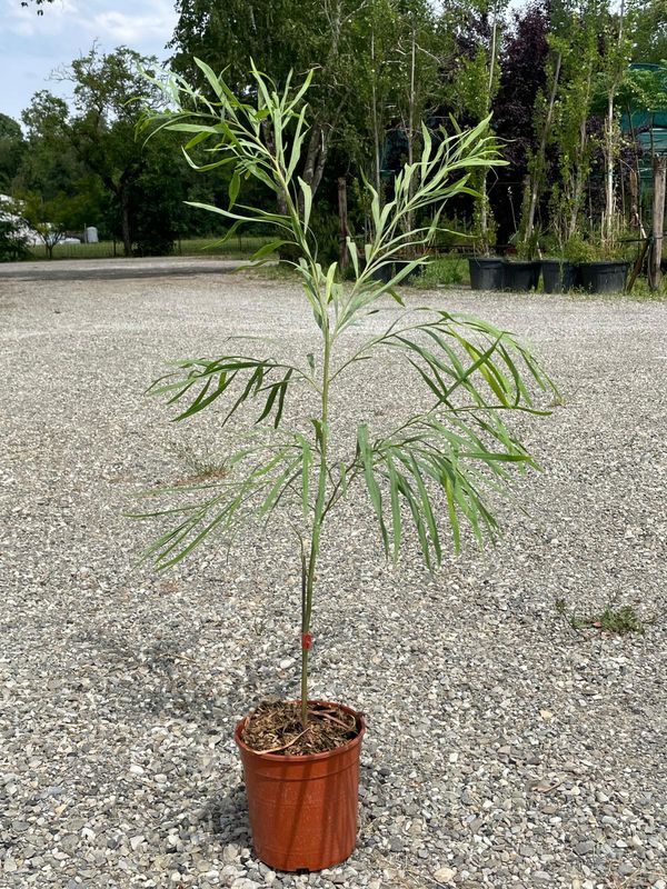 Acacia retinoides, mimosa delle quattro stagioni, mimosa rifiorente - vaso Ø19 cm,  h 80 cm