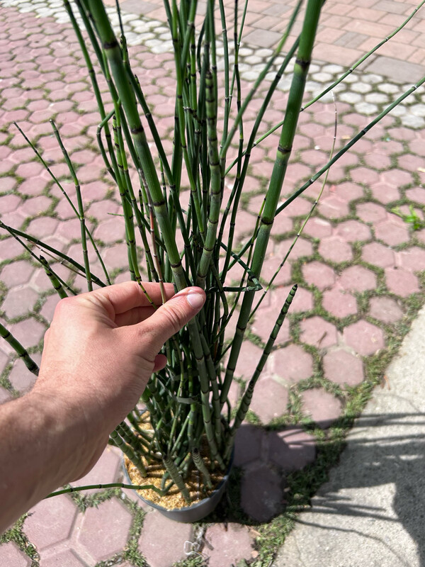 Equisetum japonicum, Equiseto, Felce giapponese - vaso Ø9 cm h 40