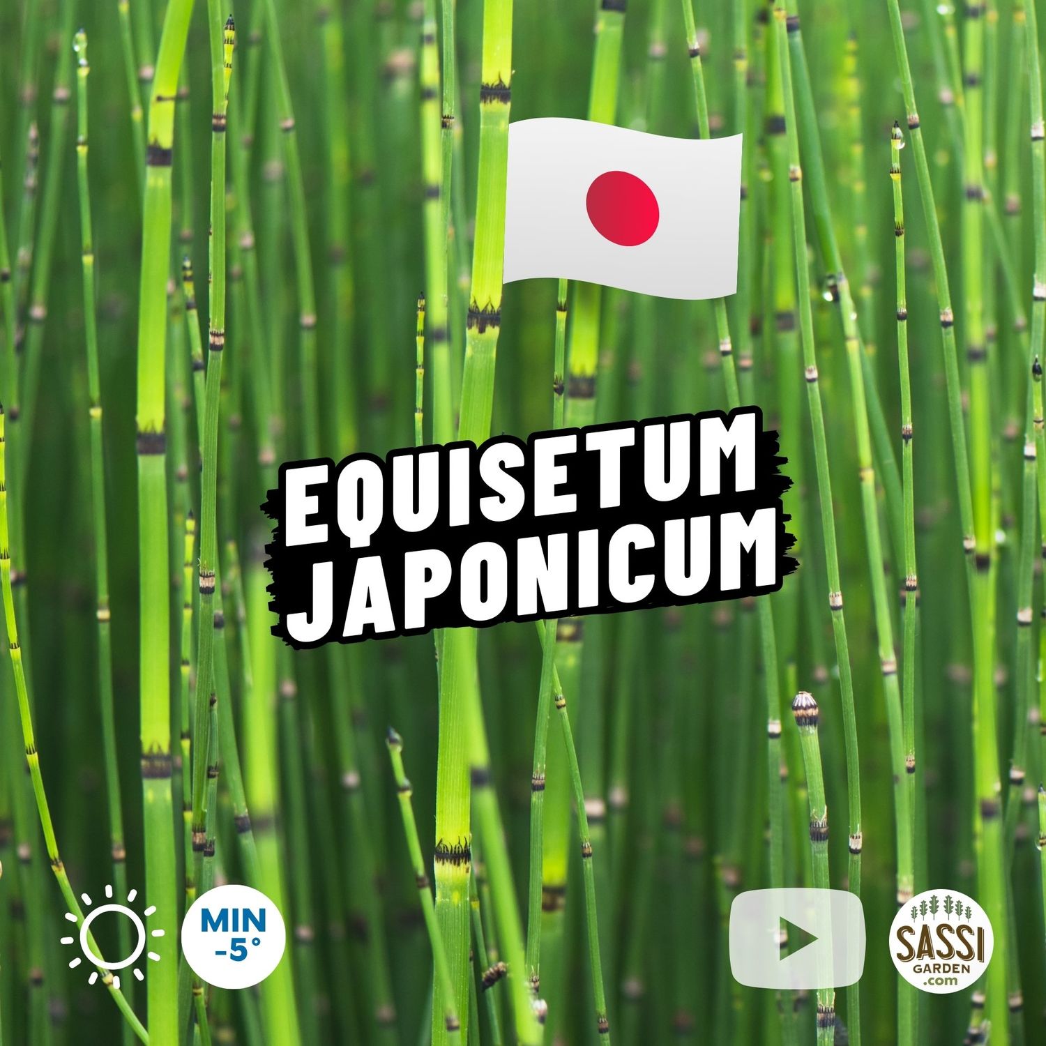 Equisetum japonicum, Equiseto, Felce giapponese - vaso Ø9 cm h 40