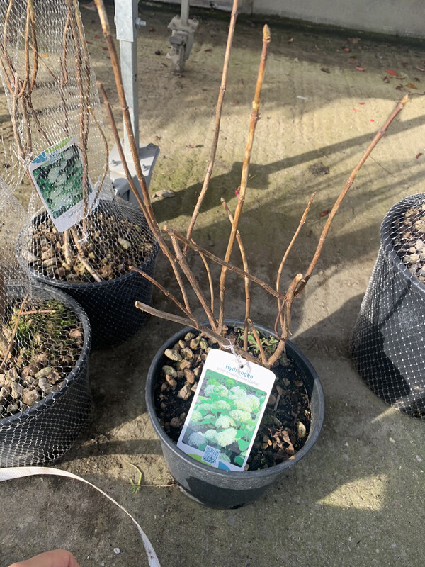 Hydrangea quercifolia ‘Pee Wee’, Ortensia quercifolia nana - vaso Ø18 cm scod