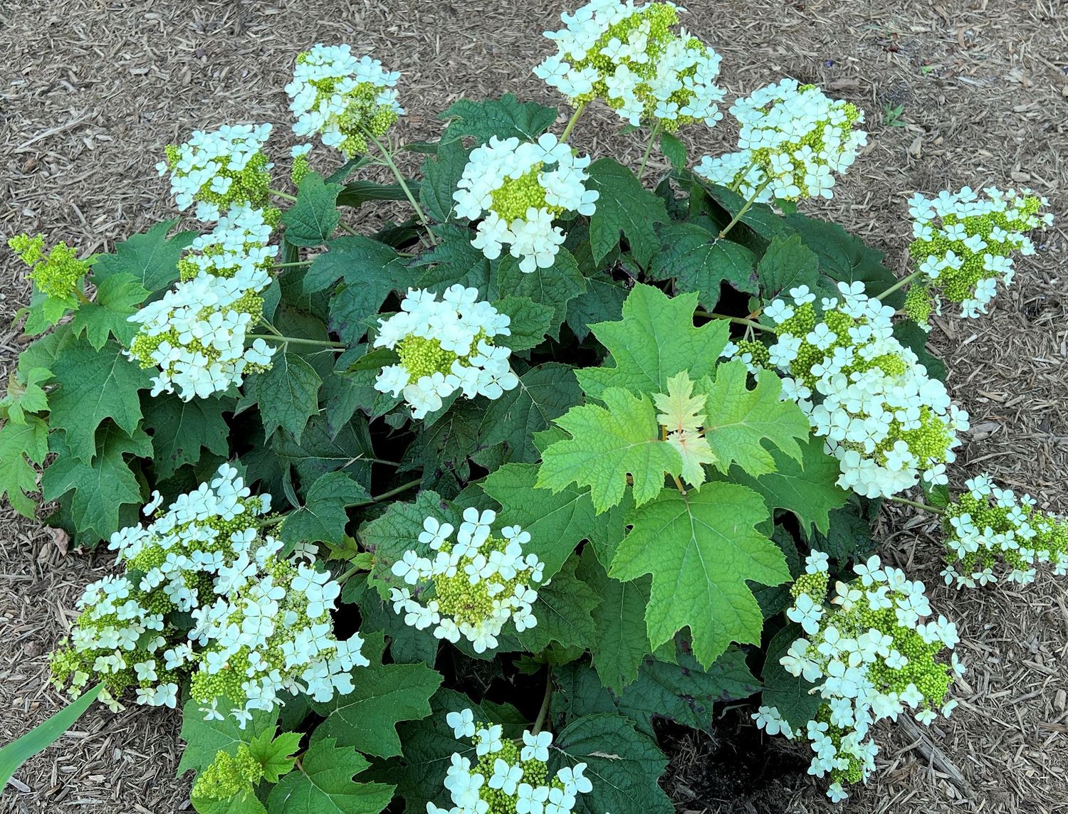 Hydrangea quercifolia ‘Pee Wee’, Ortensia quercifolia nana - vaso Ø18 cm scod