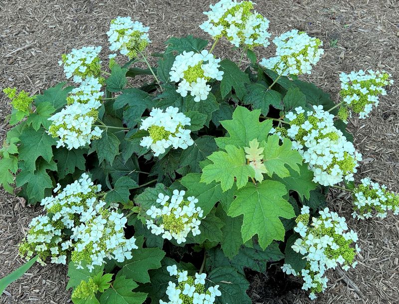 Hydrangea quercifolia ‘Pee Wee’, Ortensia quercifolia nana - vaso Ø18 cm scod
