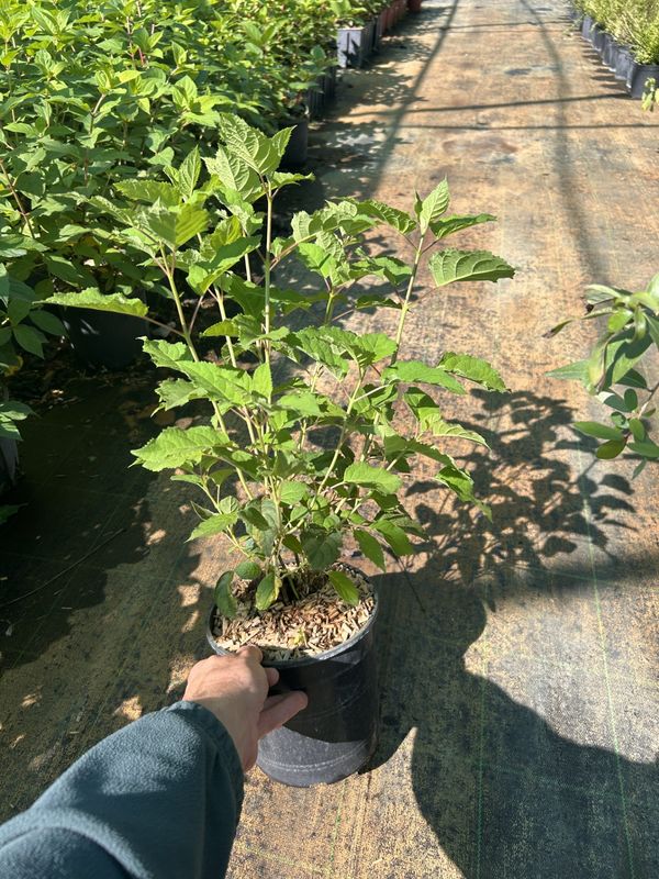 Hydrangea arborescens ‘Stand Up Pink®’, Ortensia Annabelle Rosa - vaso Ø18 cm (BIANCA CON SFUMATURE ROSA TENUE)