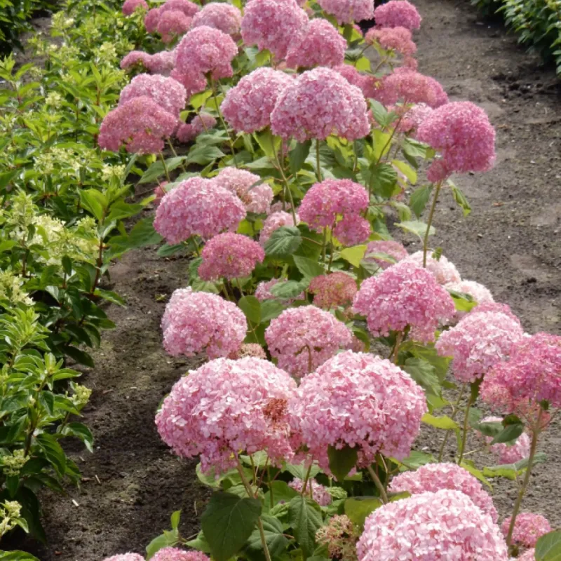 Hydrangea arborescens ‘Stand Up Pink®’ ', Ortensia Annabelle Rosa - vaso Ø18 cm