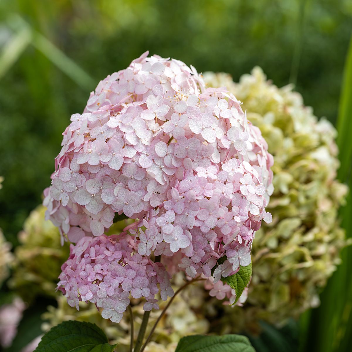 Hydrangea arborescens ‘Stand Up Pink®’, Ortensia Annabelle Rosa - vaso Ø18 cm (BIANCA CON SFUMATURE ROSA TENUE) Hydrangea arborescens ‘Stand Up Pink®’, Ortensia Annabelle Rosa - vaso Ø18 cm (BIANCA CON SFUMATURE ROSA TENUE)