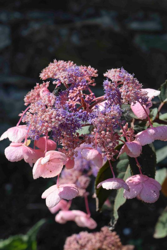 Hydrangea aspera ‘Hot Chocolate’  , ortensia foglia scura vellutata - vaso Ø18 cm