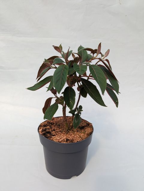 Hydrangea aspera ‘Hot Chocolate’, ortensia foglia scura vellutata - vaso Ø18 cm