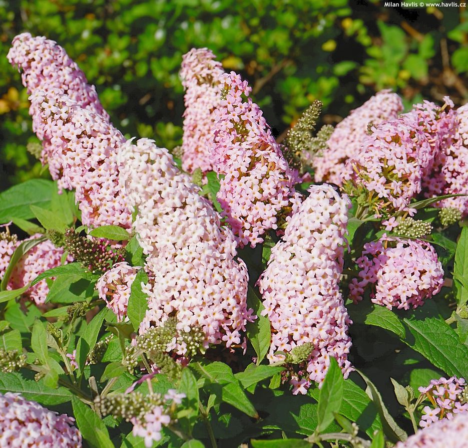 Buddleja davidii ‘Candy Little Pink’ -  buddleja rosa nana ', Albero delle farfalle - vaso Ø18 cm scd