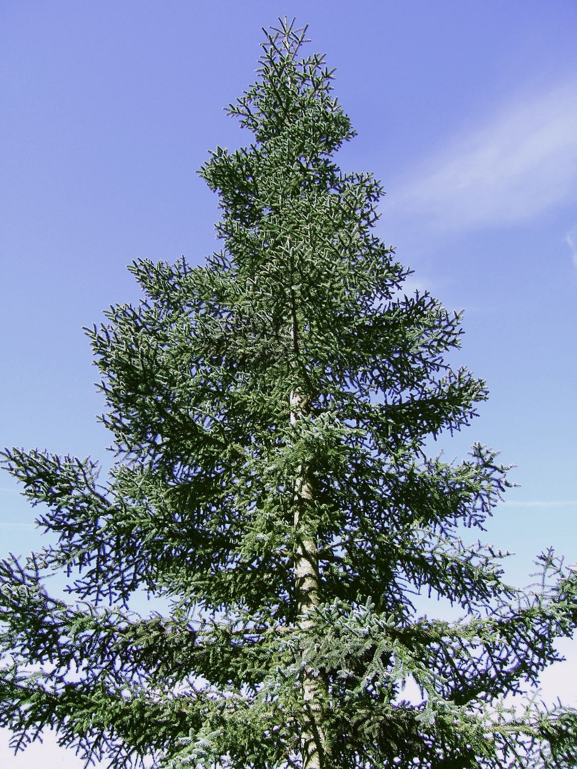 Abete nobile - Abies procera - vaso Ø18 cm