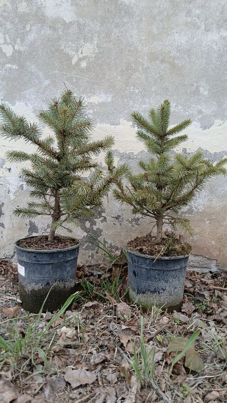 Abete nobile, Abies procera - vaso Ø18 cm