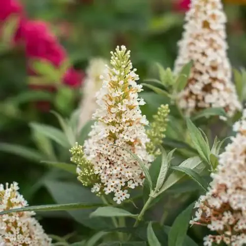 Buddleja davidii ‘Candy Little White’ - buddleja bianca nana ', Albero delle farfalle - vaso Ø18 cm scd Buddleja davidii ‘Candy Little White’ - buddleja bianca nana ', Albero delle farfalle - vaso Ø18 cm scd