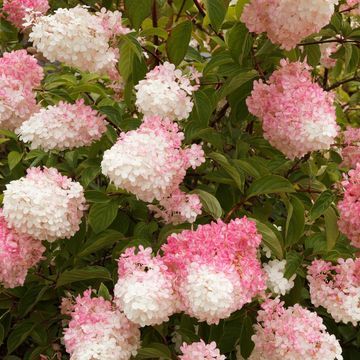 Ortensia Paniculata rosa, Hydrangea paniculata ‘Pink Diamond ' - vaso Ø17 cm