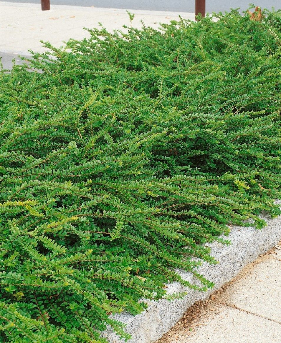 Lonicera pileata ‘Moss Green’ vaso - Ø17 cm scd